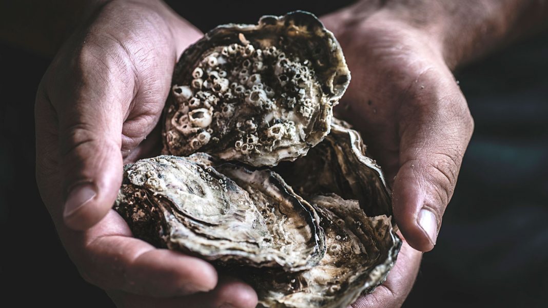 Engineering professor uses satellites to detect deadly bacteria in oysters
