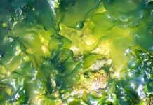 seaweed-based bioplastics