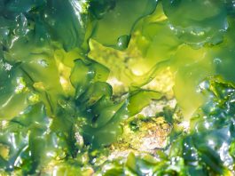 seaweed-based bioplastics