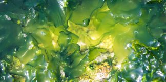 seaweed-based bioplastics