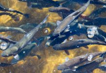 New strategy for sustainable aquaculture to follow a One Health approach strategy for sustainable aquaculture