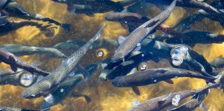 strategy for sustainable aquaculture