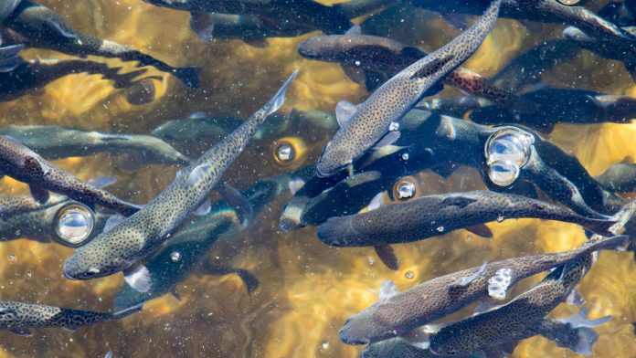 strategy for sustainable aquaculture