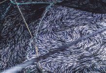 Marine science – solving modern sustainability challenges marine science