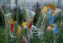 Leading the way in crop innovation crop innovation