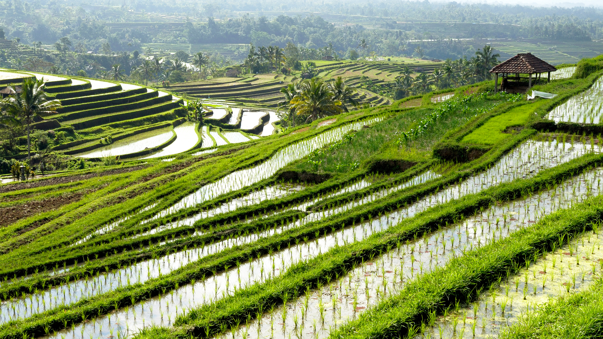 Промышленность тайланда. Сельское хозяйство Тайланда. Антропогенный ландшафт. Промышленность Таиланда. Сельское хозяйство Южной Кореи.