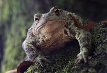 Investigating emerging pathogens in amphibians and reptiles Amphibians and reptiles