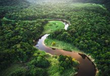 Research suggests the Amazon rainforest could soon become a savanna Amazon rainforest