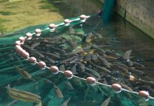 $14bn to support US aquaculture producers during the pandemic aquaculture producers