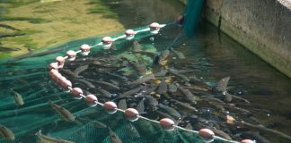 aquaculture producers