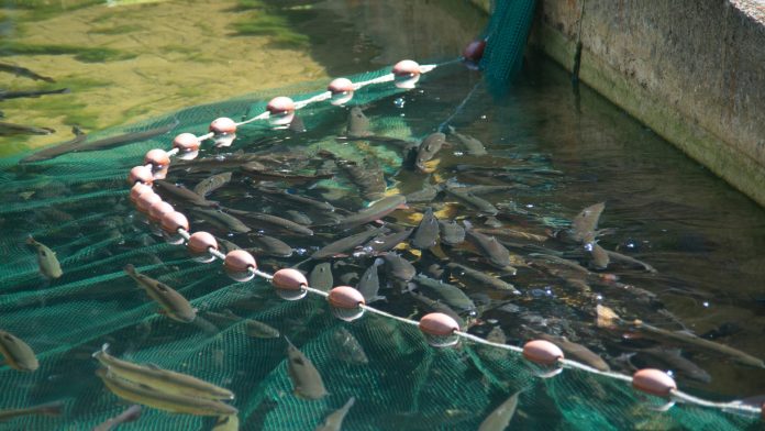 aquaculture producers