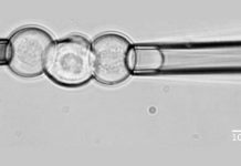 Scientists develop biophysical tools to test cell adhesion cell adhesion