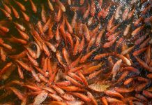 €7m to improve agriculture and aquaculture in Africa Aquaculture in Africa