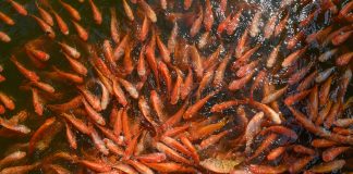 Aquaculture in Africa