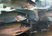 €5.37m to improve the sustainability of aquaculture in Denmark sustainability of aquaculture