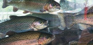 sustainability of aquaculture