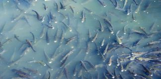 system for aquaculture