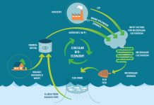 Developing sustainable fish feed from food waste sustainable fish feed