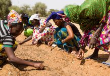 Addressing desertification in the Sahel desertification in the Sahel