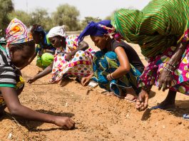 desertification in the Sahel