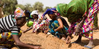 desertification in the Sahel