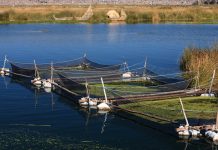 Minister announces that aquaculture in Peru could protect the economy aquaculture in Peru