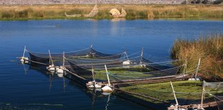 aquaculture in Peru
