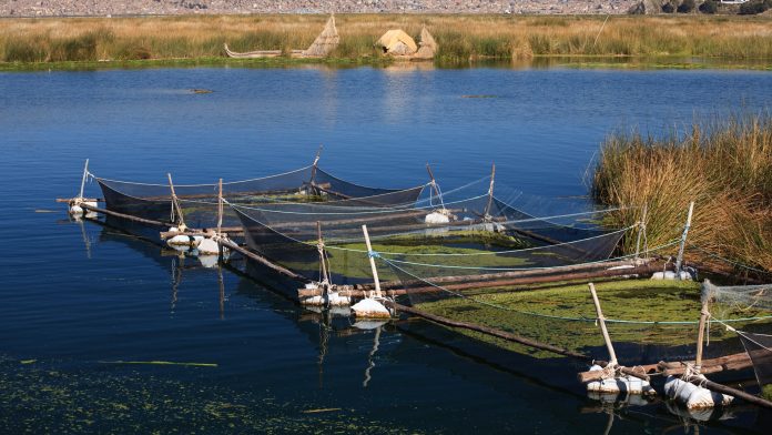 aquaculture in Peru