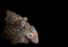 NASA has collected an asteroid sample to be studied on Earth Asteroid sample