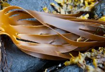 Fucoxanthin compound in brown seaweeds show promising effects when treating brain cancer brown seaweeds