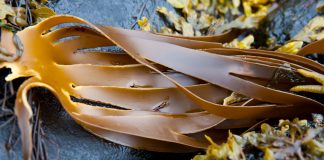 brown seaweeds
