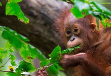 Predicting habitat loss in 2100 habitat loss