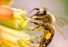 From insect neuroanatomy to nanophotonic computers insect neuroatonomy