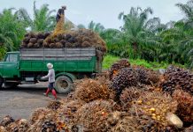 New bioplastic film made from a by-product of palm oil palm oil