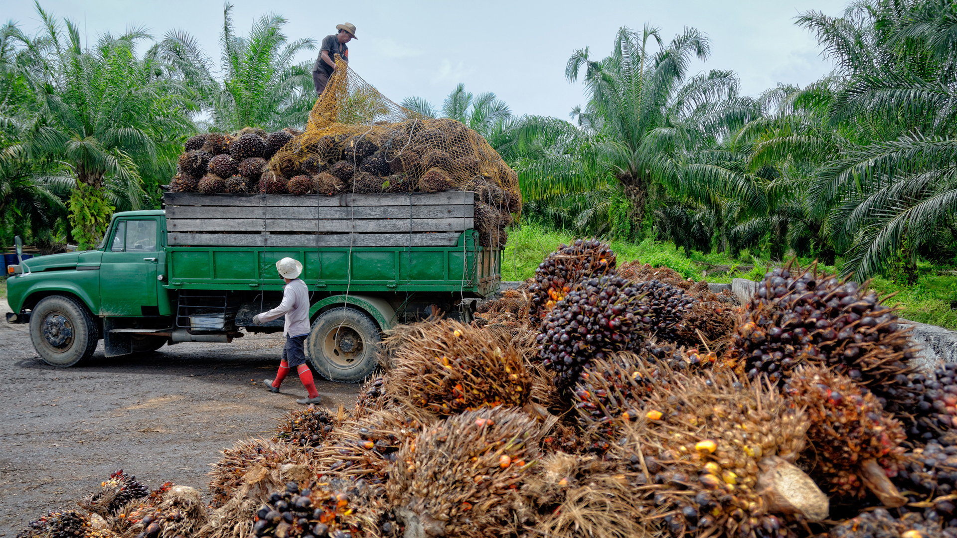 Palm Oil News in Malaysia