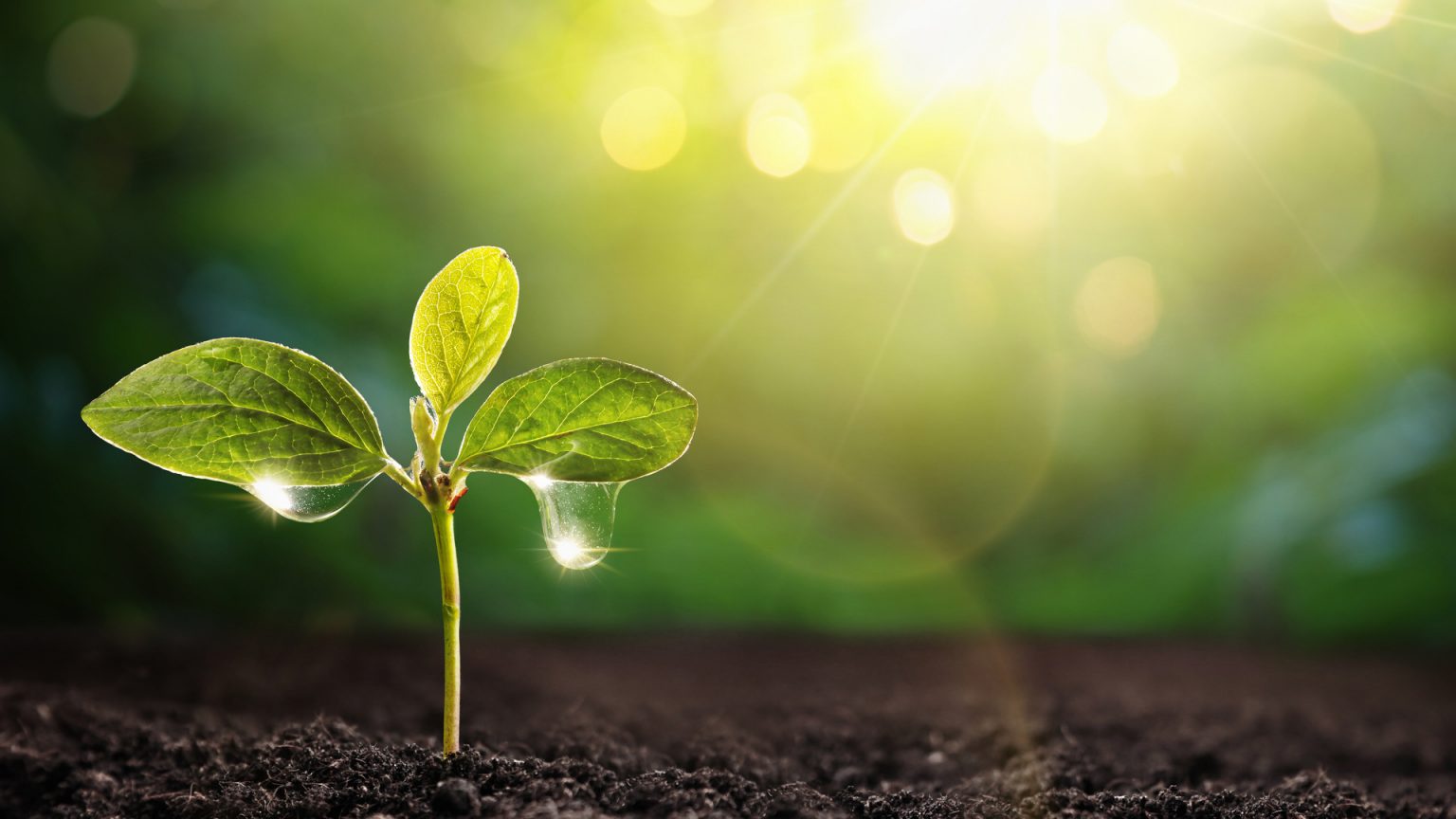 New selfwatering soil pulls water from the air to distribute to plants