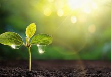 New self-watering soil pulls water from the air to distribute to plants self-watering soil