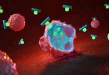 New peptide capable of changing the physical structure of cancer cells physical structure of cancer cells