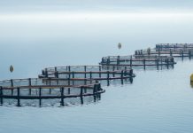 Meeting global nutrition needs through responsible aquaculture responsible aquaculture