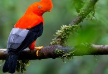 Biodiversity cold spots could be the ideal environment for rapid diversification Biodiversity cold spots could be the ideal environment for rapid diversification