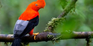 Biodiversity cold spots could be the ideal environment for rapid diversification