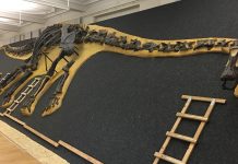 The evolution of the spine and intervertebral disk spine