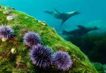 Plastic pollution in the ocean can cause deformities in sea urchin larvae Plastic pollution in the ocean