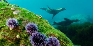 Plastic pollution in the ocean