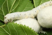 How silkworm models can help develop new anti-diabetic drugs anti-diabetic drugs