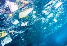 Innovative film made from bacterial cellulose scraps could replace plastic in food packaging cellulose scraps