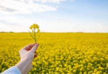 New study outlines the mechanism that helps bacteria regulate their metabolism, allowing researchers to devise a new method of converting plants into biofuels converting plants into biofuels