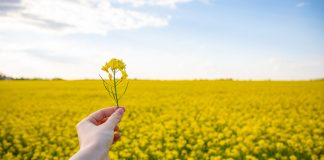 converting plants into biofuels