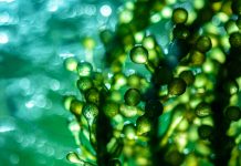 Light-dependent microalgae to produce climate neutral drop-in biofuels drop-in biofuels