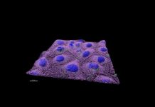 effects of nanoplastics on human health